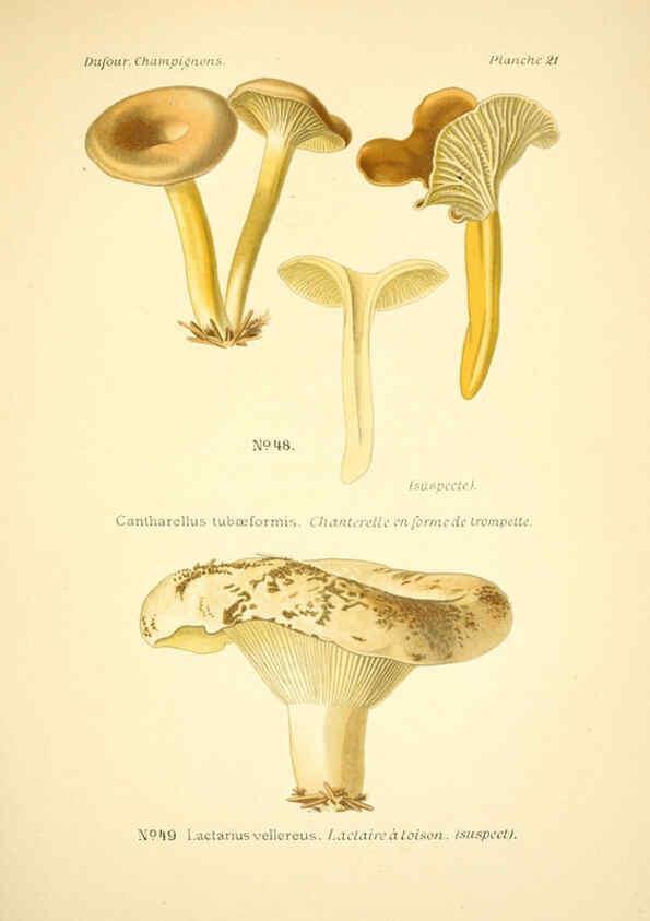 Reproducción/Reproduction 6358017501: Atlas des champignons comestibles et vénéneux Paris,P. Klincksieck,1891