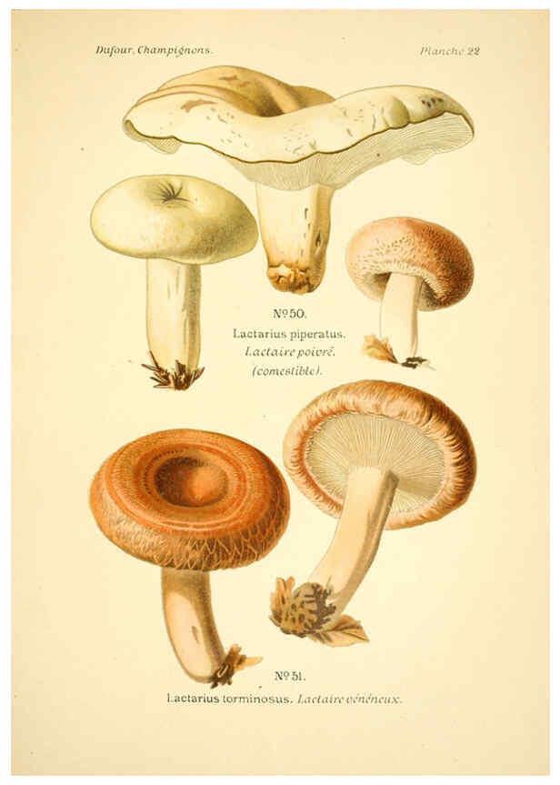 Reproducción/Reproduction 6358017747: Atlas des champignons comestibles et vénéneux Paris,P. Klincksieck,1891