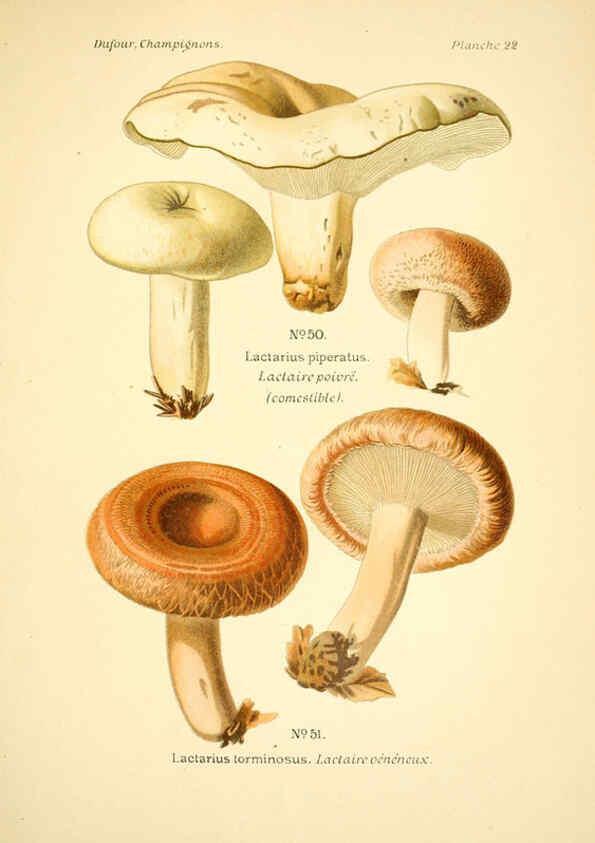 Reproducción/Reproduction 6358017747: Atlas des champignons comestibles et vénéneux Paris,P. Klincksieck,1891