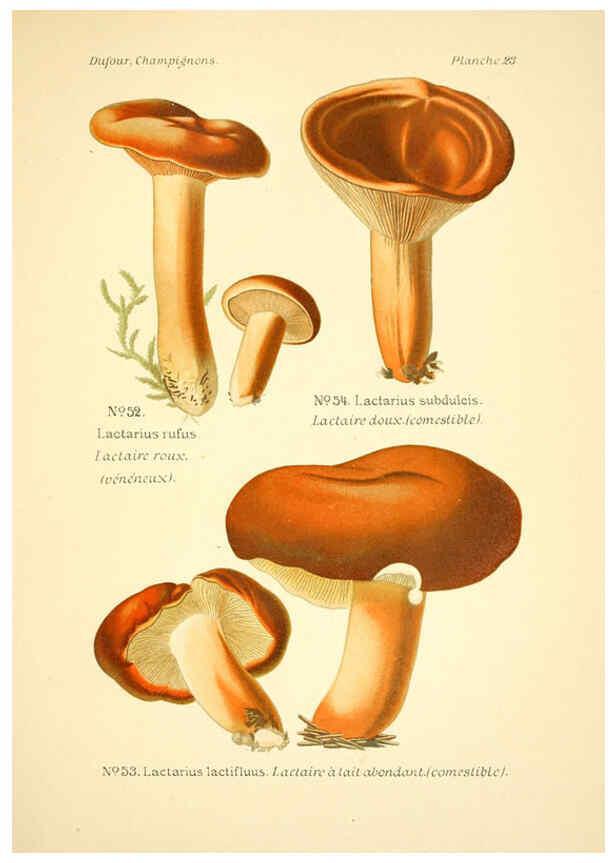 Reproducción/Reproduction 6358017973: Atlas des champignons comestibles et vénéneux Paris,P. Klincksieck,1891