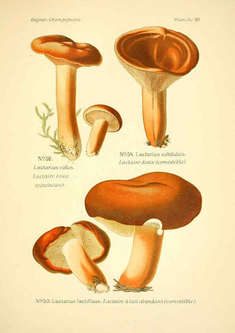 Reproducción/Reproduction 6358017973: Atlas des champignons comestibles et vénéneux Paris,P. Klincksieck,1891