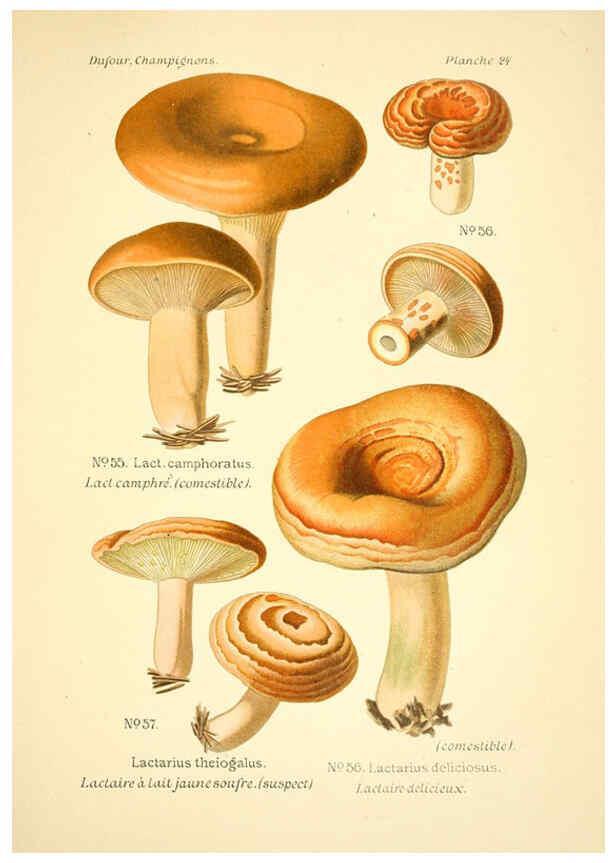 Reproducción/Reproduction 6358018259: Atlas des champignons comestibles et vénéneux Paris,P. Klincksieck,1891
