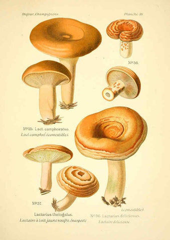 Reproducción/Reproduction 6358018259: Atlas des champignons comestibles et vénéneux Paris,P. Klincksieck,1891