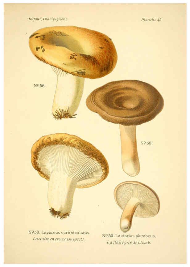 Reproducción/Reproduction 6358018457: Atlas des champignons comestibles et vénéneux Paris,P. Klincksieck,1891