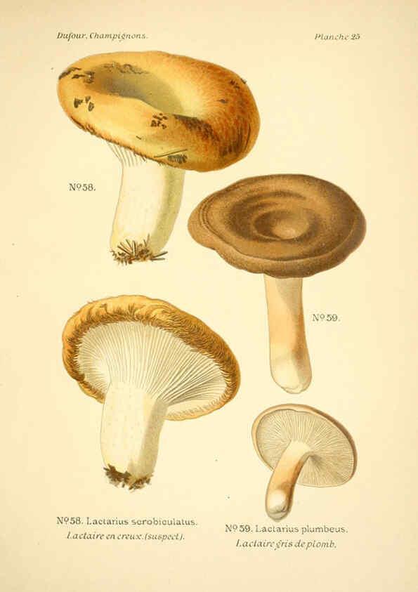 Reproducción/Reproduction 6358018457: Atlas des champignons comestibles et vénéneux Paris,P. Klincksieck,1891
