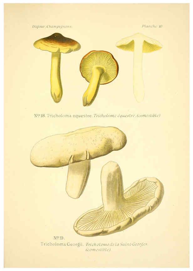 Reproducción/Reproduction 6358015081: Atlas des champignons comestibles et vénéneux Paris,P. Klincksieck,1891