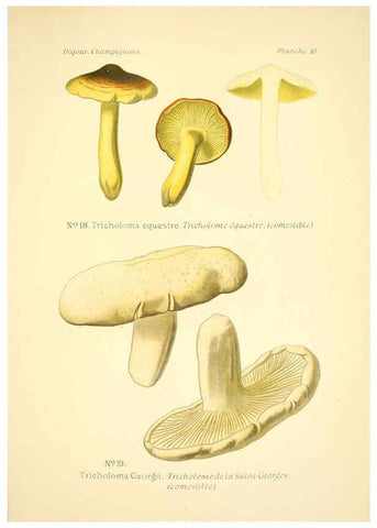 Reproducción/Reproduction 6358015081: Atlas des champignons comestibles et vénéneux Paris,P. Klincksieck,1891