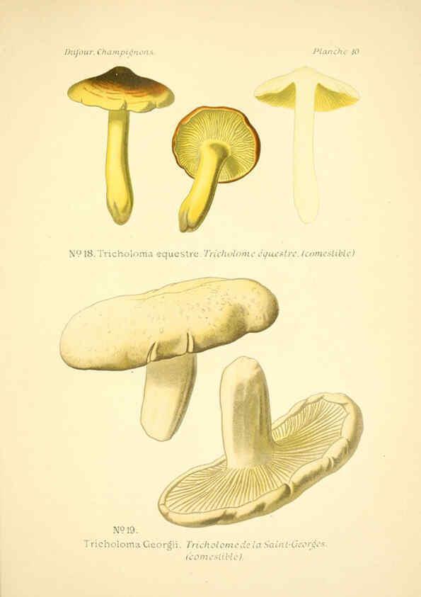 Reproducción/Reproduction 6358015081: Atlas des champignons comestibles et vénéneux Paris,P. Klincksieck,1891