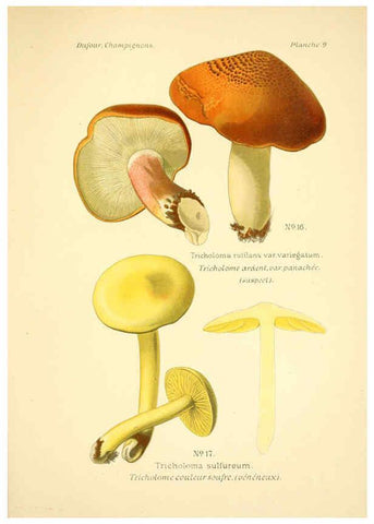 Reproducción/Reproduction 6358014905: Atlas des champignons comestibles et vénéneux Paris,P. Klincksieck,1891