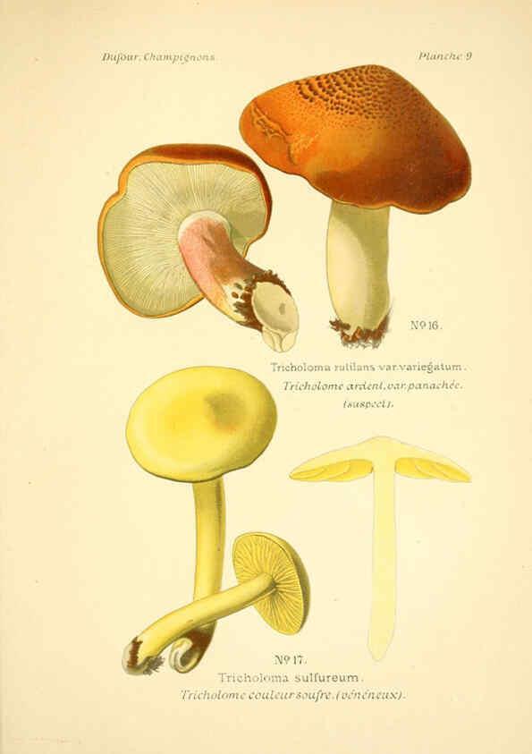 Reproducción/Reproduction 6358014905: Atlas des champignons comestibles et vénéneux Paris,P. Klincksieck,1891