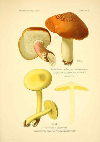 Reproducción/Reproduction 6358014905: Atlas des champignons comestibles et vénéneux Paris,P. Klincksieck,1891