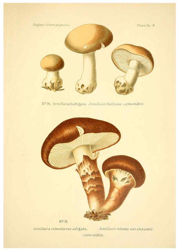 Reproducción/Reproduction 6358014739: Atlas des champignons comestibles et vénéneux Paris,P. Klincksieck,1891
