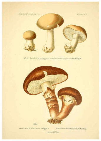 Reproducción/Reproduction 6358014739: Atlas des champignons comestibles et vénéneux Paris,P. Klincksieck,1891