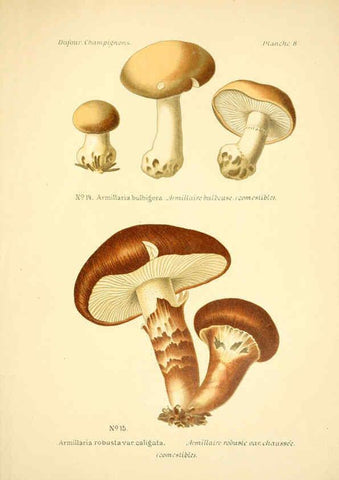 Reproducción/Reproduction 6358014739: Atlas des champignons comestibles et vénéneux Paris,P. Klincksieck,1891