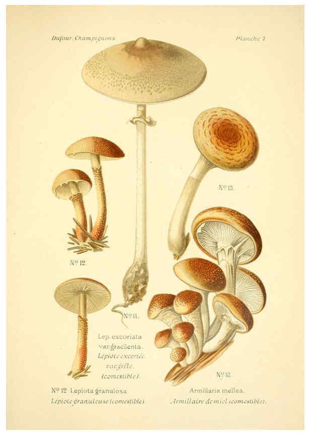 Reproducción/Reproduction 6358014575: Atlas des champignons comestibles et vénéneux Paris,P. Klincksieck,1891