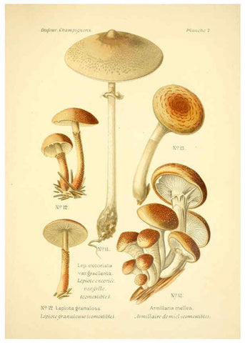 Reproducción/Reproduction 6358014575: Atlas des champignons comestibles et vénéneux Paris,P. Klincksieck,1891