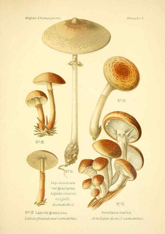 Reproducción/Reproduction 6358014575: Atlas des champignons comestibles et vénéneux Paris,P. Klincksieck,1891
