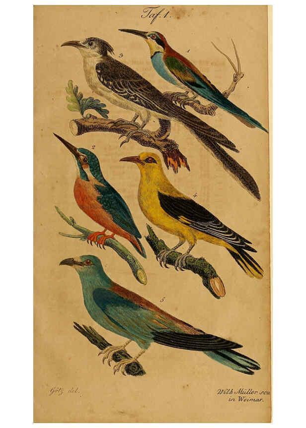 Reproducción/Reproduction 6353661725: Handbuch für den Liebhaber der Stuben-, Haus- und aller der Zähmung werthen Vögel Ilmenau :Druck und Verlag von Bernh. Friedr. Voigt,1832