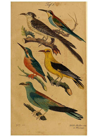 Reproducción/Reproduction 6353661725: Handbuch für den Liebhaber der Stuben-, Haus- und aller der Zähmung werthen Vögel Ilmenau :Druck und Verlag von Bernh. Friedr. Voigt,1832