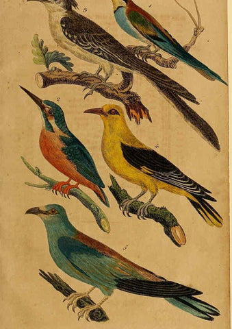 Reproducción/Reproduction 6353661725: Handbuch für den Liebhaber der Stuben-, Haus- und aller der Zähmung werthen Vögel Ilmenau :Druck und Verlag von Bernh. Friedr. Voigt,1832