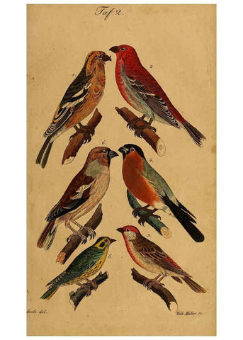 Reproducción/Reproduction 6353662457: Handbuch für den Liebhaber der Stuben-, Haus- und aller der Zähmung werthen Vögel Ilmenau :Druck und Verlag von Bernh. Friedr. Voigt,1832