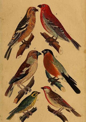 Reproducción/Reproduction 6353662457: Handbuch für den Liebhaber der Stuben-, Haus- und aller der Zähmung werthen Vögel Ilmenau :Druck und Verlag von Bernh. Friedr. Voigt,1832
