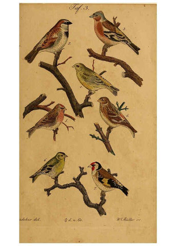 Reproducción/Reproduction 6353662923: Handbuch für den Liebhaber der Stuben-, Haus- und aller der Zähmung werthen Vögel Ilmenau :Druck und Verlag von Bernh. Friedr. Voigt,1832