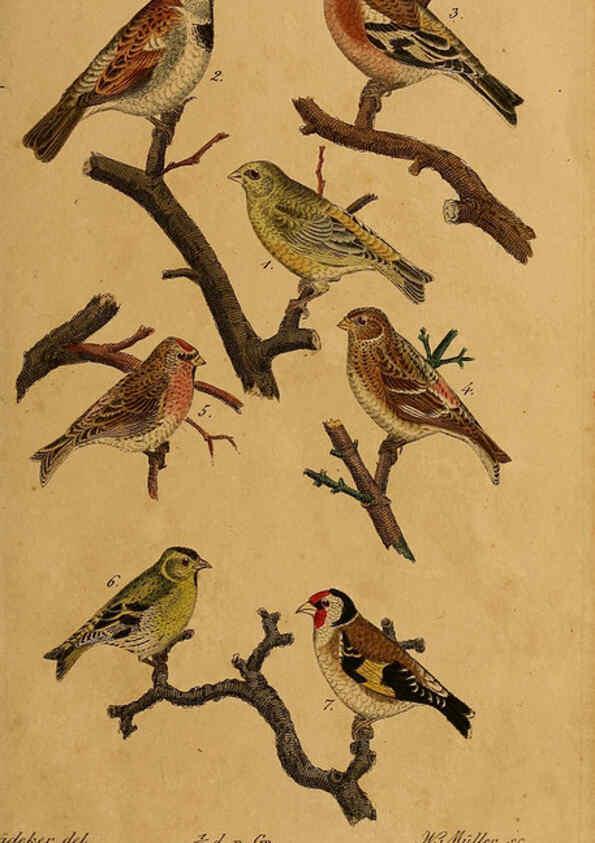 Reproducción/Reproduction 6353662923: Handbuch für den Liebhaber der Stuben-, Haus- und aller der Zähmung werthen Vögel Ilmenau :Druck und Verlag von Bernh. Friedr. Voigt,1832