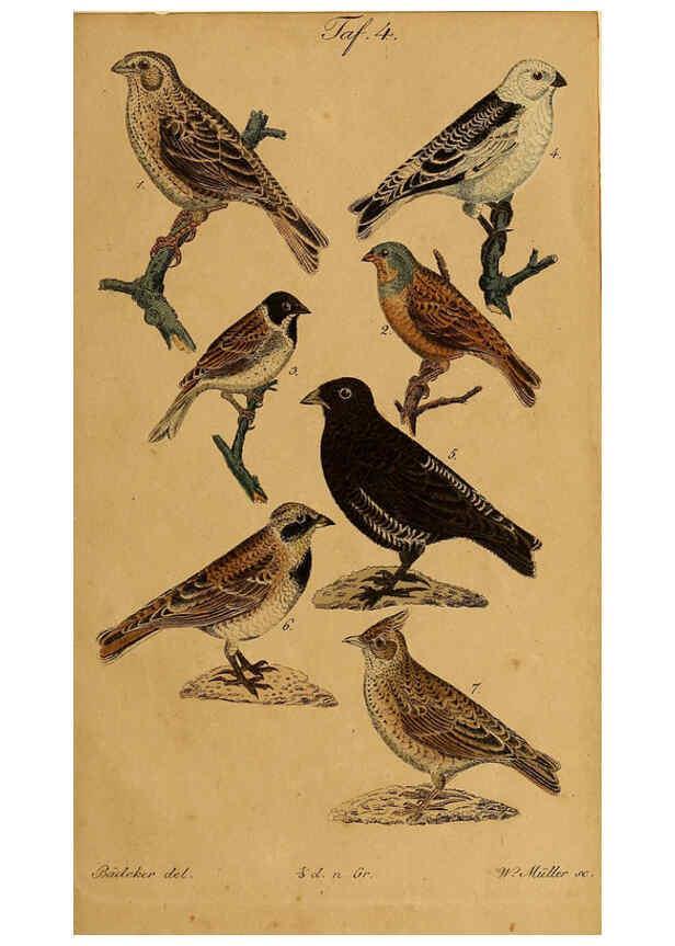 Reproducción/Reproduction 6353663343: Handbuch für den Liebhaber der Stuben-, Haus- und aller der Zähmung werthen Vögel Ilmenau :Druck und Verlag von Bernh. Friedr. Voigt,1832