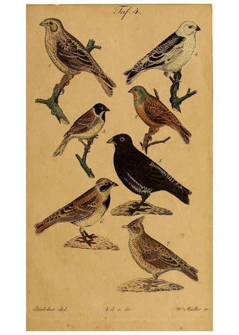 Reproducción/Reproduction 6353663343: Handbuch für den Liebhaber der Stuben-, Haus- und aller der Zähmung werthen Vögel Ilmenau :Druck und Verlag von Bernh. Friedr. Voigt,1832