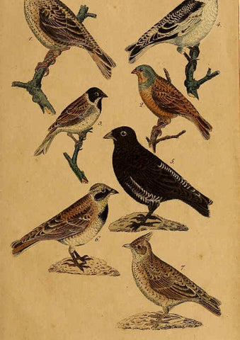 Reproducción/Reproduction 6353663343: Handbuch für den Liebhaber der Stuben-, Haus- und aller der Zähmung werthen Vögel Ilmenau :Druck und Verlag von Bernh. Friedr. Voigt,1832