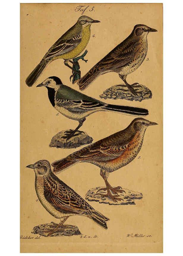 Reproducción/Reproduction 6353663933: Handbuch für den Liebhaber der Stuben-, Haus- und aller der Zähmung werthen Vögel Ilmenau :Druck und Verlag von Bernh. Friedr. Voigt,1832