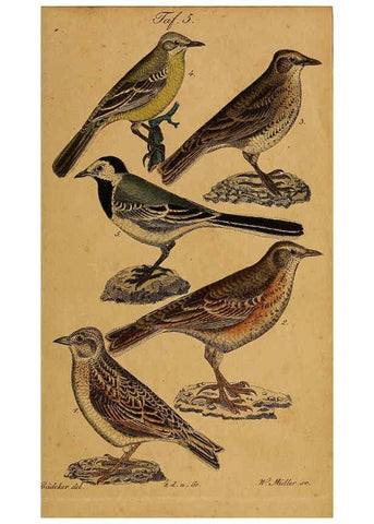 Reproducción/Reproduction 6353663933: Handbuch für den Liebhaber der Stuben-, Haus- und aller der Zähmung werthen Vögel Ilmenau :Druck und Verlag von Bernh. Friedr. Voigt,1832