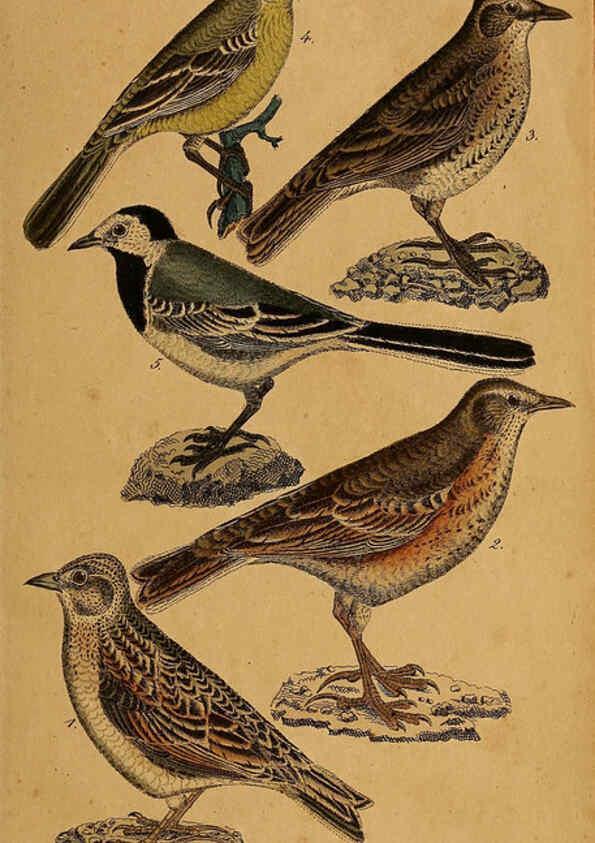 Reproducción/Reproduction 6353663933: Handbuch für den Liebhaber der Stuben-, Haus- und aller der Zähmung werthen Vögel Ilmenau :Druck und Verlag von Bernh. Friedr. Voigt,1832