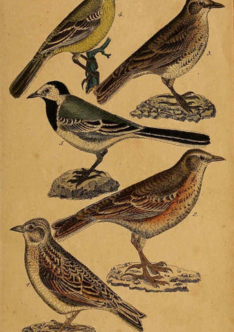 Reproducción/Reproduction 6353663933: Handbuch für den Liebhaber der Stuben-, Haus- und aller der Zähmung werthen Vögel Ilmenau :Druck und Verlag von Bernh. Friedr. Voigt,1832