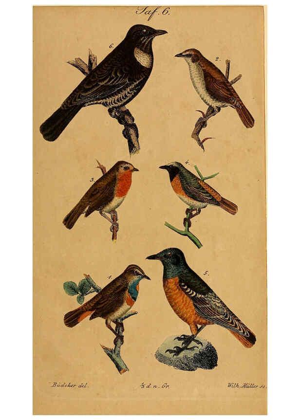 Reproducción/Reproduction 6353664339: Handbuch für den Liebhaber der Stuben-, Haus- und aller der Zähmung werthen Vögel Ilmenau :Druck und Verlag von Bernh. Friedr. Voigt,1832