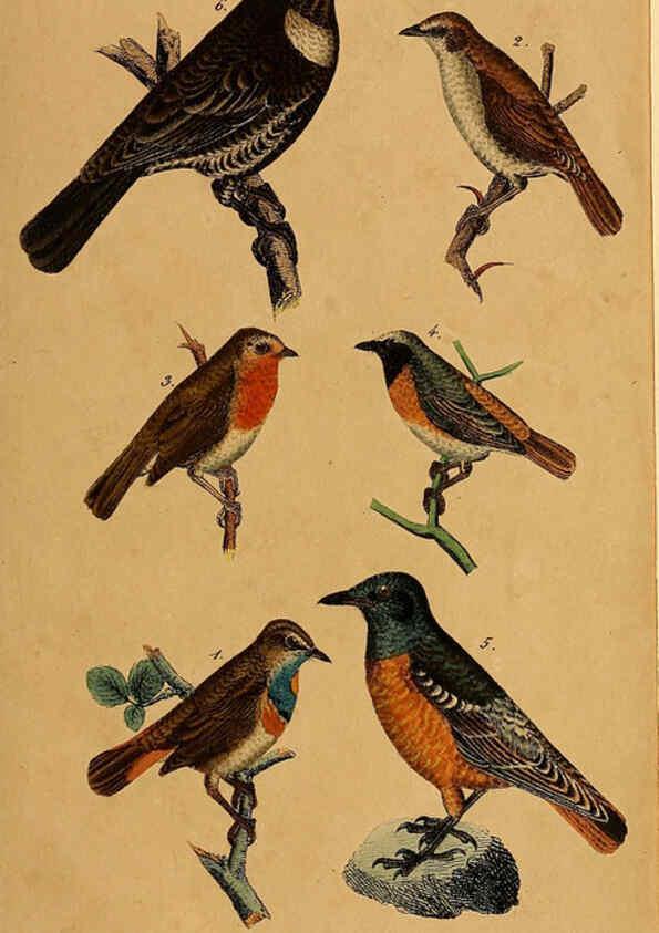 Reproducción/Reproduction 6353664339: Handbuch für den Liebhaber der Stuben-, Haus- und aller der Zähmung werthen Vögel Ilmenau :Druck und Verlag von Bernh. Friedr. Voigt,1832
