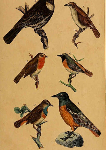 Reproducción/Reproduction 6353664339: Handbuch für den Liebhaber der Stuben-, Haus- und aller der Zähmung werthen Vögel Ilmenau :Druck und Verlag von Bernh. Friedr. Voigt,1832