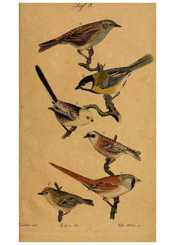 Reproducción/Reproduction 6353665377: Handbuch für den Liebhaber der Stuben-, Haus- und aller der Zähmung werthen Vögel Ilmenau :Druck und Verlag von Bernh. Friedr. Voigt,1832