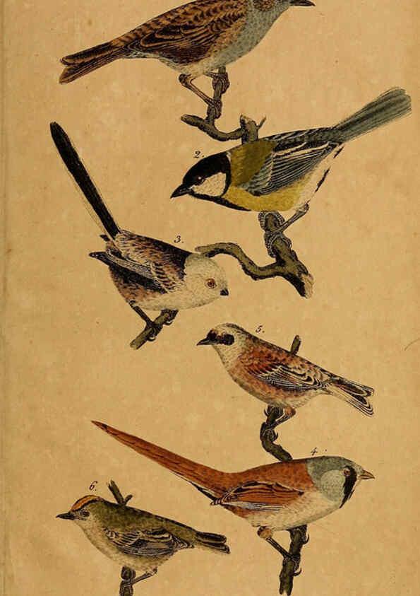 Reproducción/Reproduction 6353665377: Handbuch für den Liebhaber der Stuben-, Haus- und aller der Zähmung werthen Vögel Ilmenau :Druck und Verlag von Bernh. Friedr. Voigt,1832