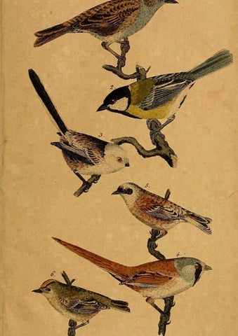 Reproducción/Reproduction 6353665377: Handbuch für den Liebhaber der Stuben-, Haus- und aller der Zähmung werthen Vögel Ilmenau :Druck und Verlag von Bernh. Friedr. Voigt,1832