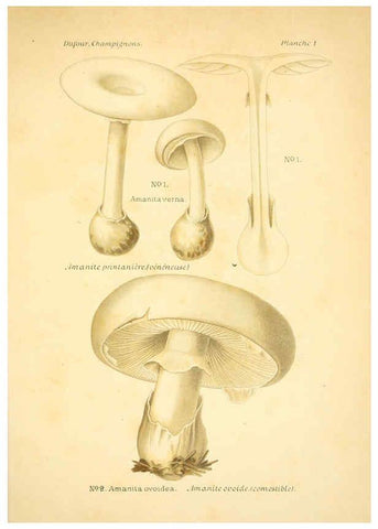 Reproducción/Reproduction 6358012947: Atlas des champignons comestibles et vénéneux Paris,P. Klincksieck,1891