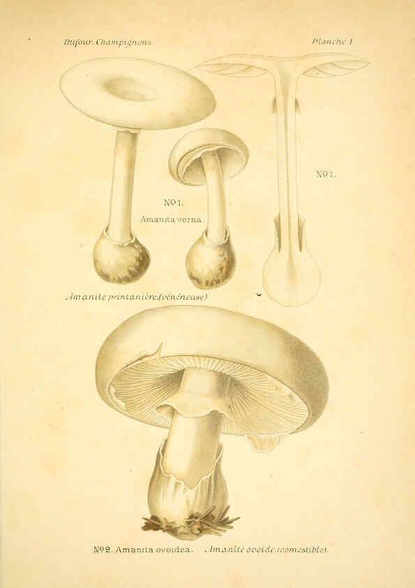 Reproducción/Reproduction 6358012947: Atlas des champignons comestibles et vénéneux Paris,P. Klincksieck,1891