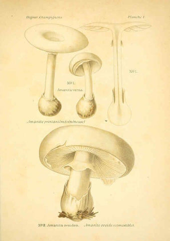 Reproducción/Reproduction 6358012947: Atlas des champignons comestibles et vénéneux Paris,P. Klincksieck,1891