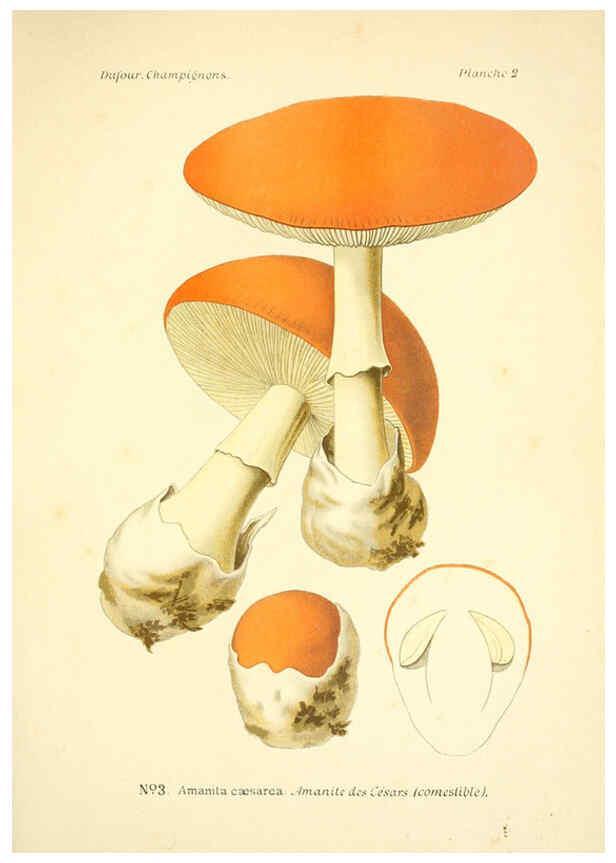 Reproducción/Reproduction 6358013309: Atlas des champignons comestibles et vénéneux Paris,P. Klincksieck,1891