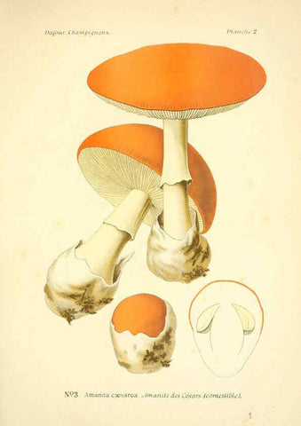 Reproducción/Reproduction 6358013309: Atlas des champignons comestibles et vénéneux Paris,P. Klincksieck,1891