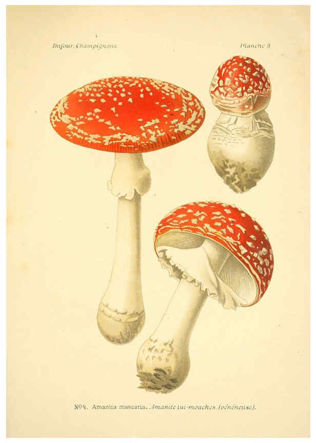 Reproducción/Reproduction 6358013625: Atlas des champignons comestibles et vénéneux Paris,P. Klincksieck,1891