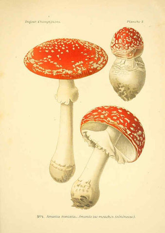 Reproducción/Reproduction 6358013625: Atlas des champignons comestibles et vénéneux Paris,P. Klincksieck,1891