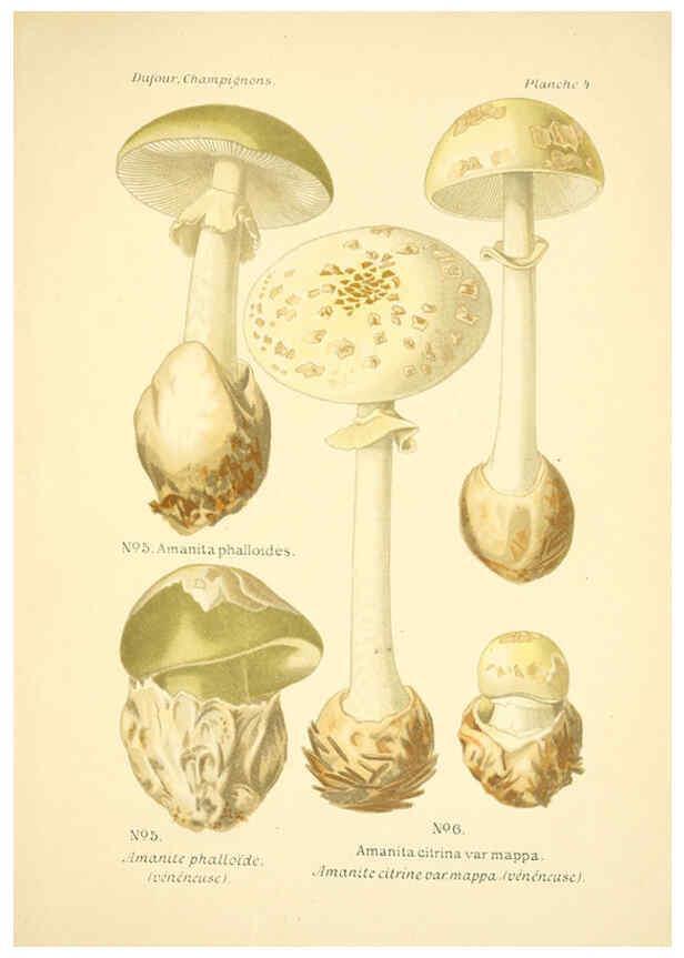 Reproducción/Reproduction 6358013781: Atlas des champignons comestibles et vénéneux Paris,P. Klincksieck,1891