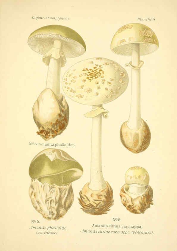 Reproducción/Reproduction 6358013781: Atlas des champignons comestibles et vénéneux Paris,P. Klincksieck,1891
